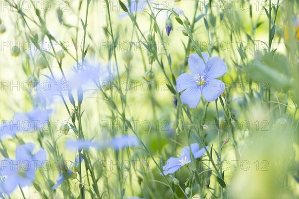 Flax (Linum)