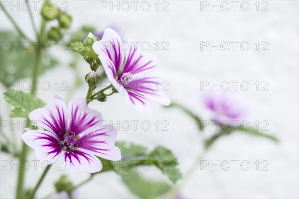 Common mallow (Malva sylvestris)