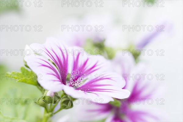 Common mallow (Malva sylvestris)