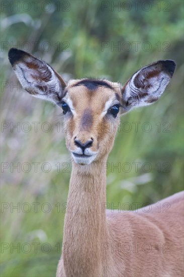 Impala (Aepyceros melampus)