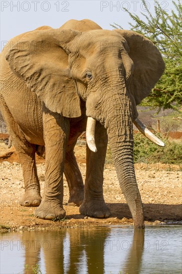 African elephant (Loxodonta africana)