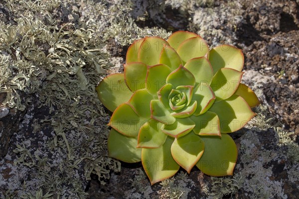 Rosette of rosette thick leaves (Aeonium)