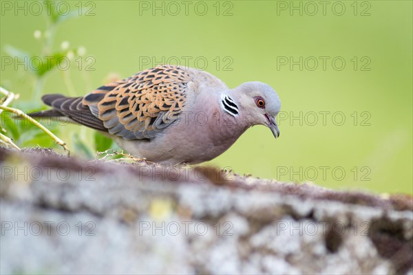 Turtle dove (Streptopelia turtur)