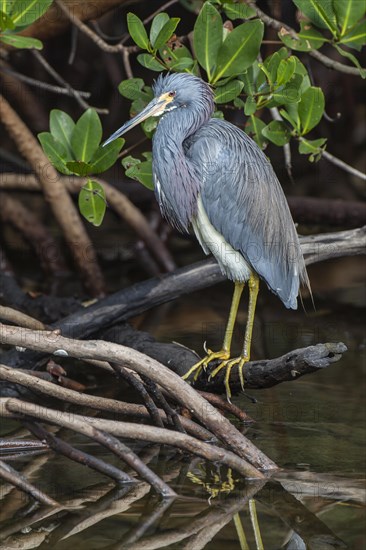 Tricolored Heron (Egretta tricolor)