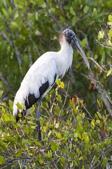 Wood Stork (Mycteria americana)