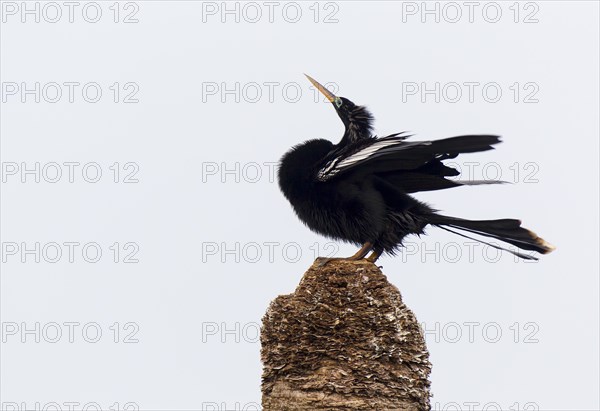 Anhinga (Anhinga anhinga)