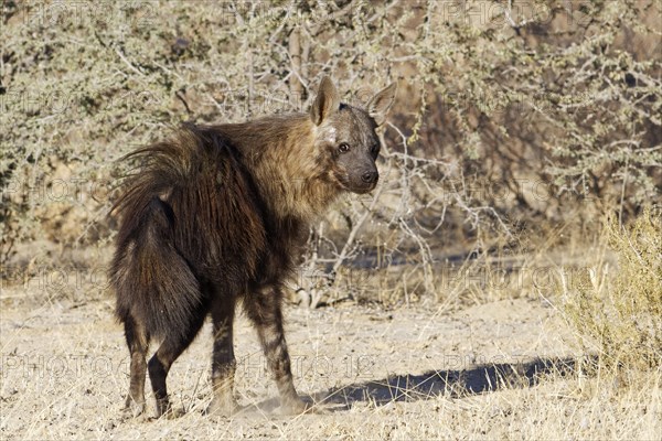 Brown hyena (Hyaena brunnea)