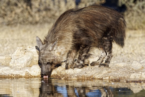 Brown hyena (Hyaena brunnea) drinking at the waterhole