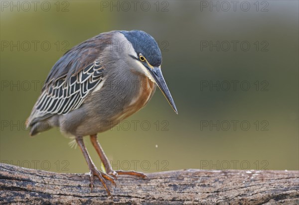 Striated Heron (Butorides striata) stands on a tree trunk