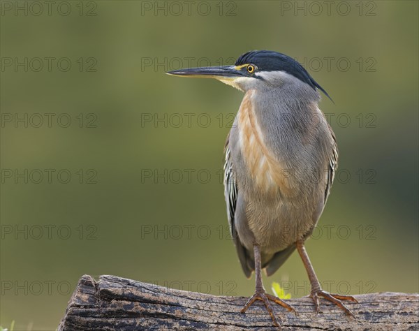 Striated Heron (Butorides striata) stands on a tree trunk