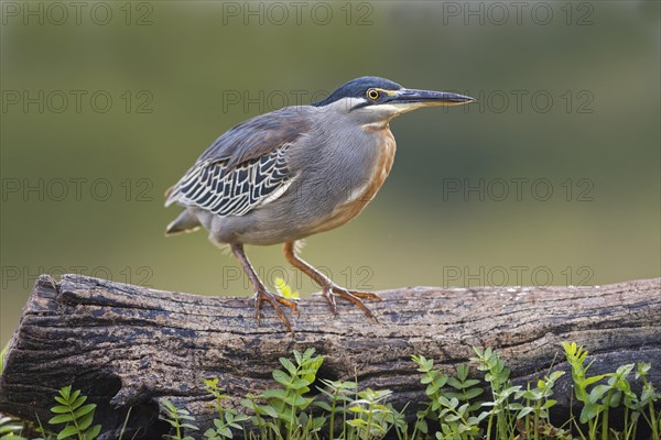 Striated Heron (Butorides striata) stands on a tree trunk