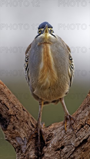 Striated Heron (Butorides striata) stands in Branch Fork