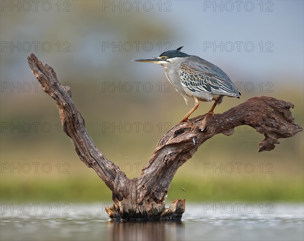 Striated Heron (Butorides striata) stands on deadwood in water