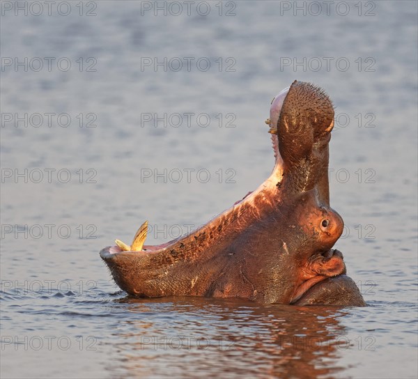 Hippo (Hippopotamus amphibius) in water