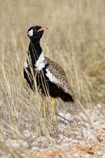 Black bustard (Afrotis afra) in grass