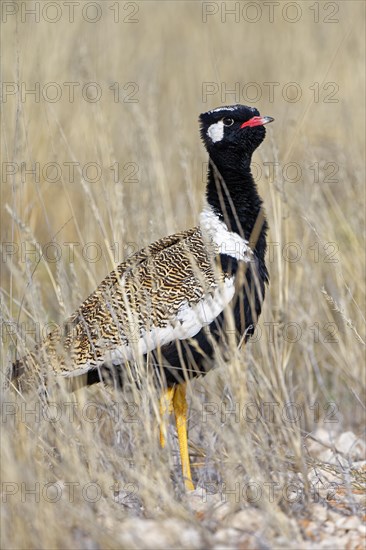 Black bustard (Afrotis afra) in the grass