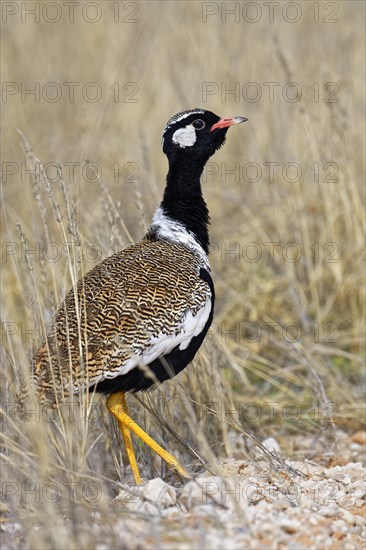 Black bustard (Afrotis afra) in the grass