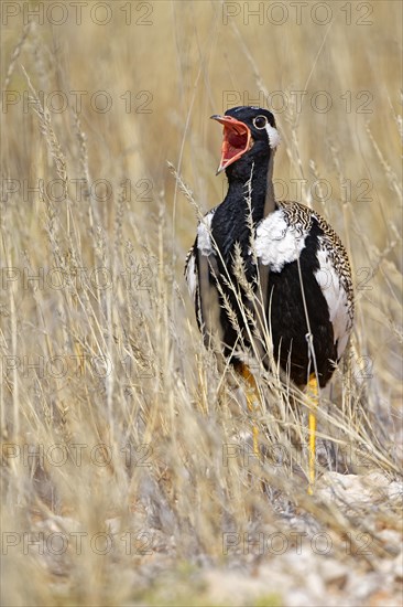 Black bustard (Afrotis afra)