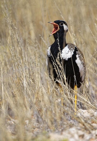 Black bustard (Afrotis afra)