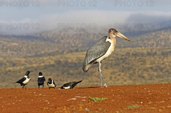 Marabou stork (Leptoptilos crumeniferus) and Pied Crows (Corvus albus)