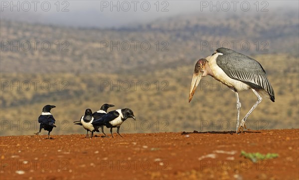 Marabou stork (Leptoptilos crumeniferus) and Pied Crows (Corvus albus)