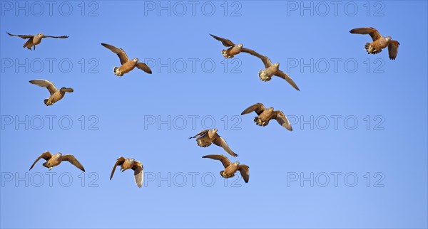 Burchell's sandgrouses (Pterocles burchelli)