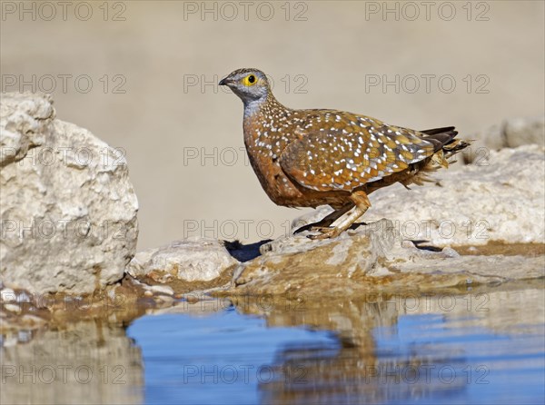 Burchell's sandgrouse (Pterocles burchelli) at the Waterhole