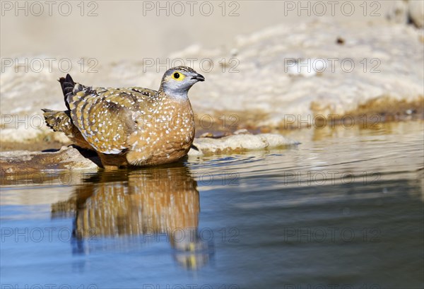 Burchell's sandgrouse (Pterocles burchelli) at the Waterhole