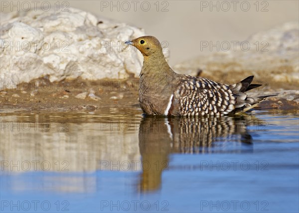 Male Namaqua sandgrouse (Pterocles namaqua) baths at waterhole