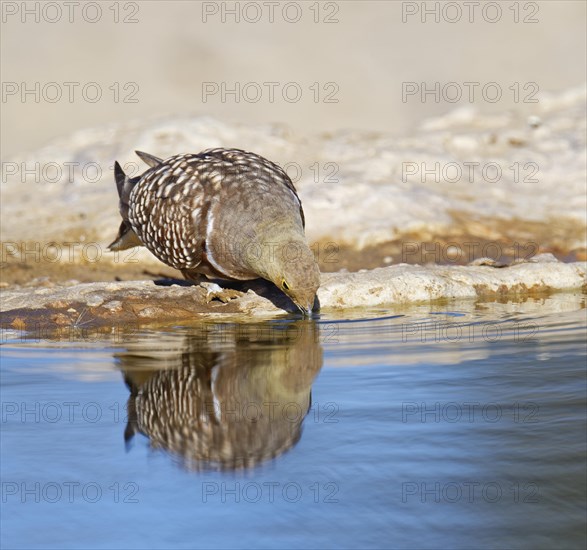 Male Namaqua sandgrouse (Pterocles namaqua) drinking at the waterhole