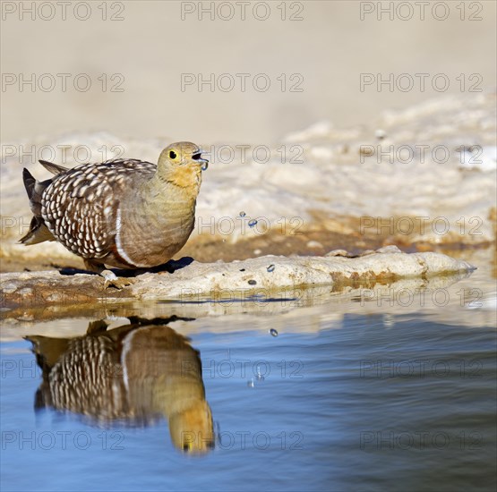 Male Namaqua sandgrouse (Pterocles namaqua) drinking at the waterhole