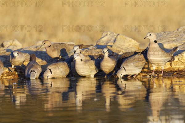 Ring-necked Dove (Streptopelia capicola) drink in the morning at the waterhole