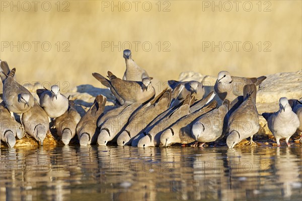 Ring-necked Dove (Streptopelia capicola) drink in the morning at the waterhole