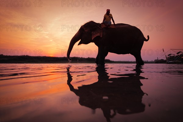 Elephant (Elephas maximus indicus) with rider