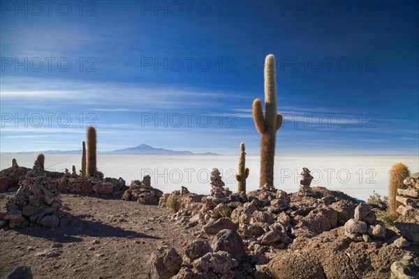 Cacti (Echinopsis atacamensis) on the island of Isla Pescado in the salt lake