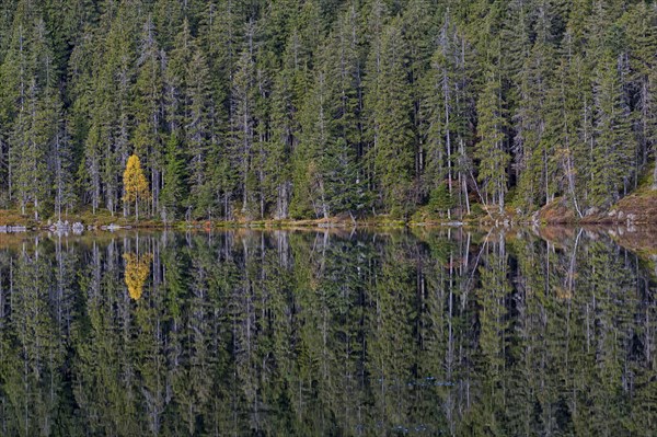 Spruce trees (Picea abies) and a yellow birch (Betula)