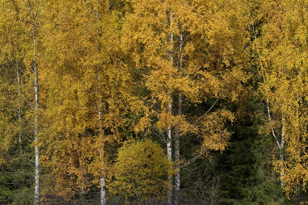 Birches (Betula) in autumn