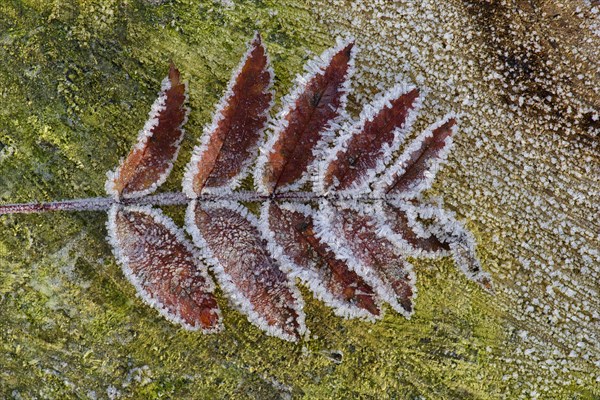 Rowan leaf (Sorbus aucuparia)