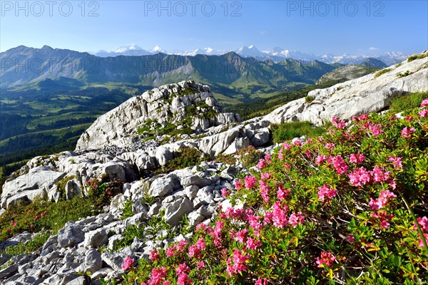 View to Brienzer Rothorn and the Bernese Alps with Eiger