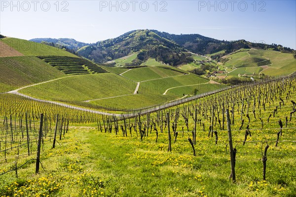 Vineyards in spring