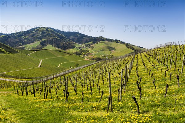 Vineyards in spring