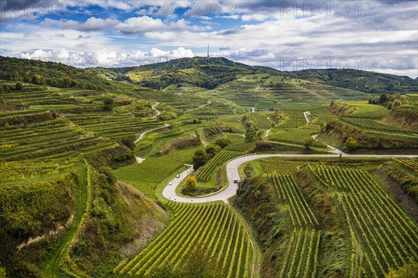 Autumnal vineyards near Oberbergen