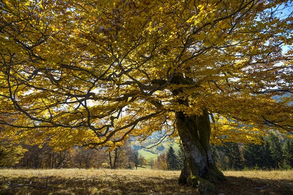 Autumnal colored beech (Fagus sylvatica) in Schonau