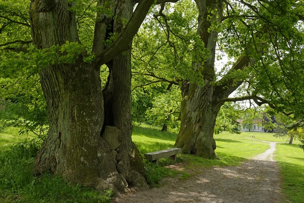 Mighty oaks