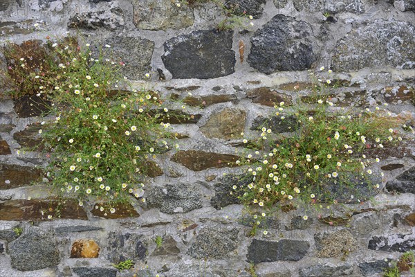 Spanish Daisy (Erigeron karvinskianus)