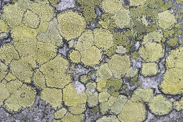 Map Lichen (Rhizocarpon geographicum) on rock