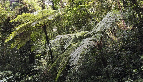 Cloud forest