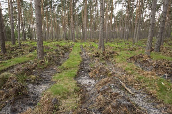 Soil preparation for natural regeneration