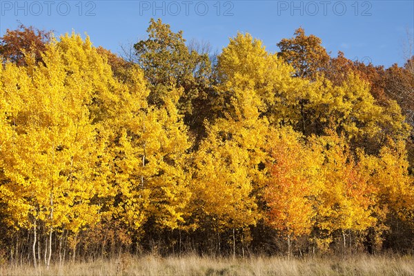 Forest in autumn with yellow aspens (Populus tremula)