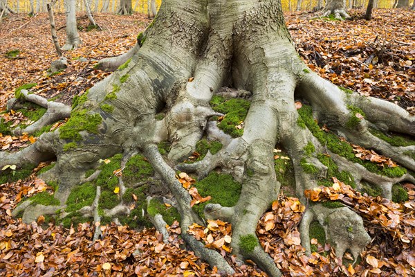 Common beech (Fagus sylvatica)